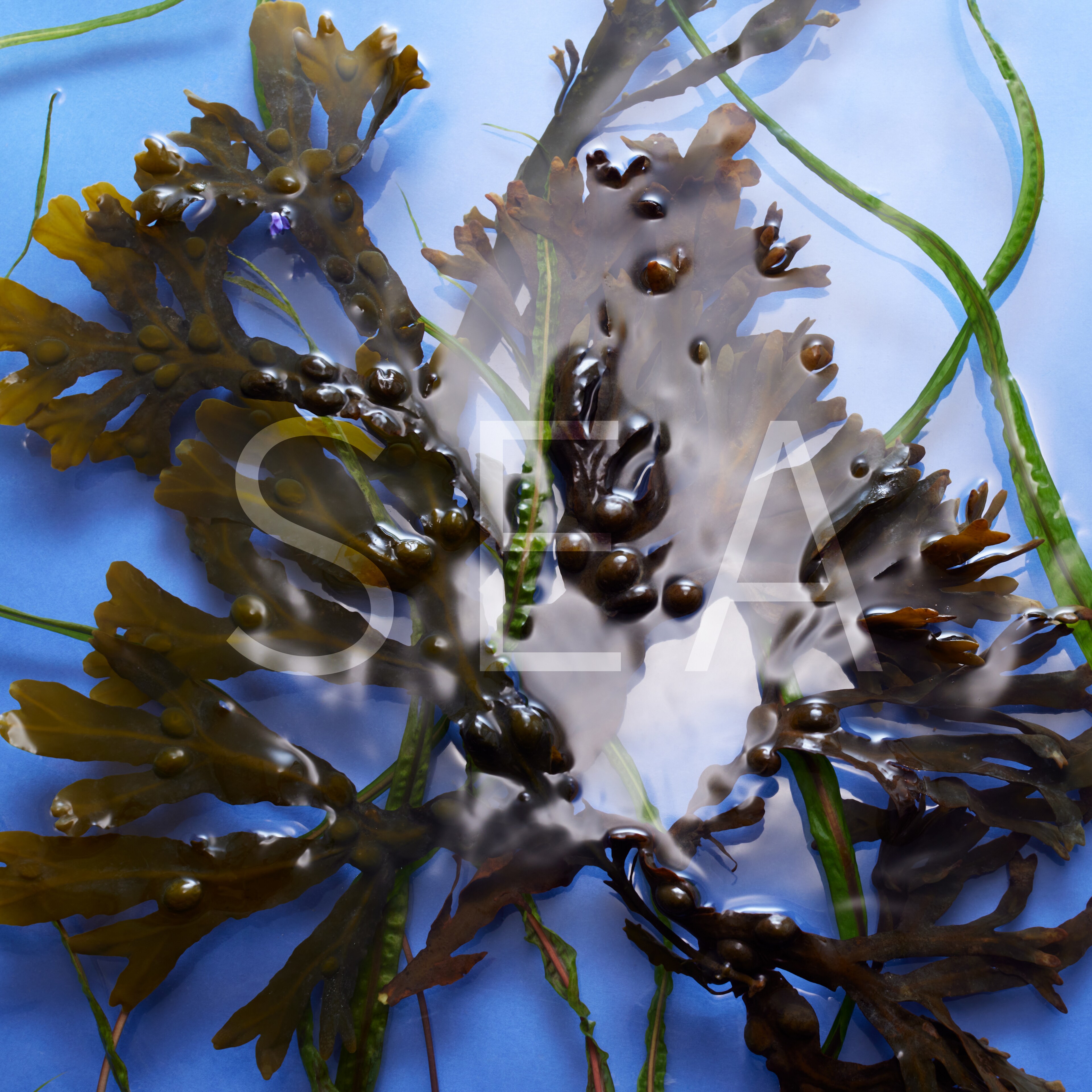 Pairing Ingredients LSA