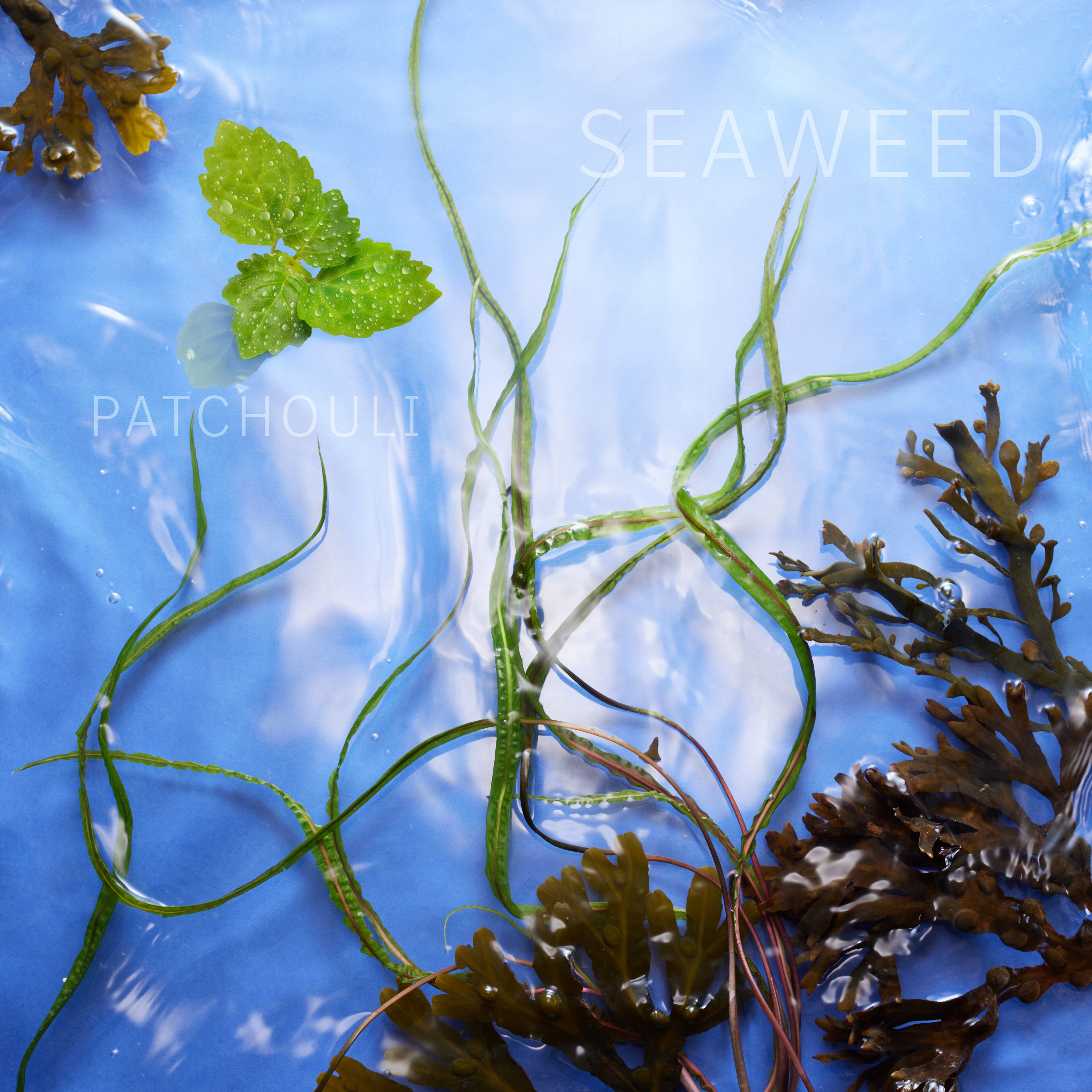 Pairing Ingredients LSA